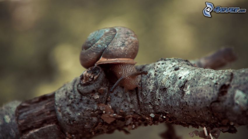 snail, branch