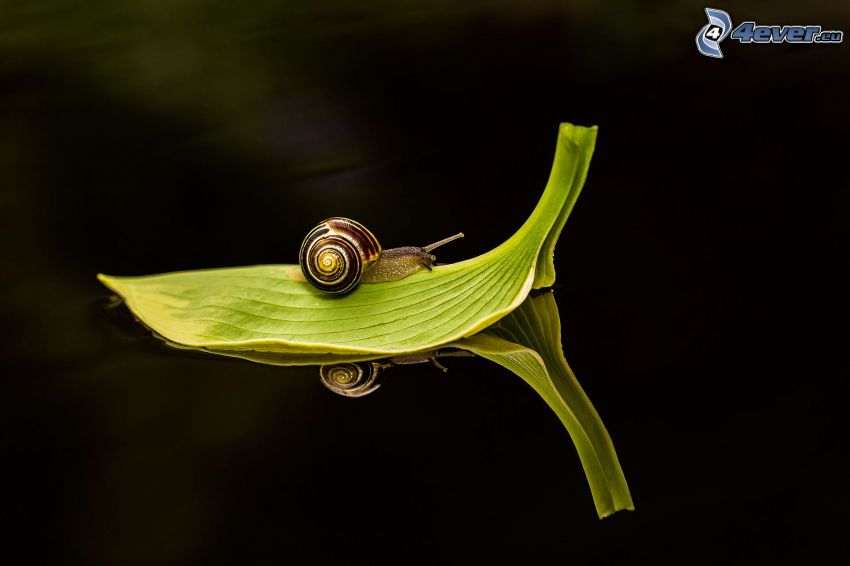 snail, green leaf