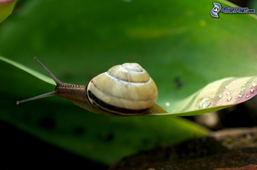 snail, leaf