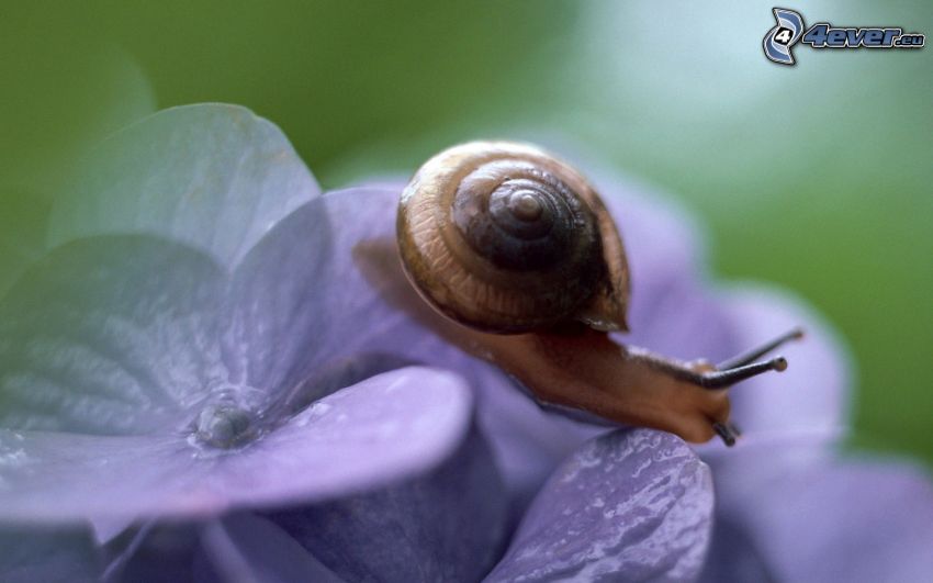 snail, purple flowers
