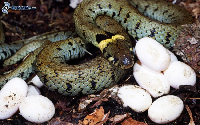 snake, eggs