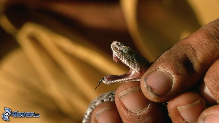 snake, fingers