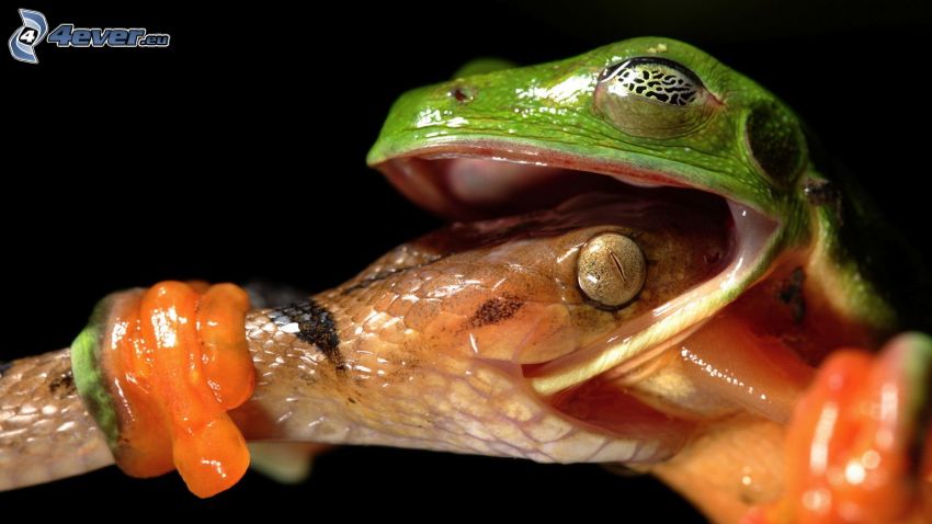 snake, frog