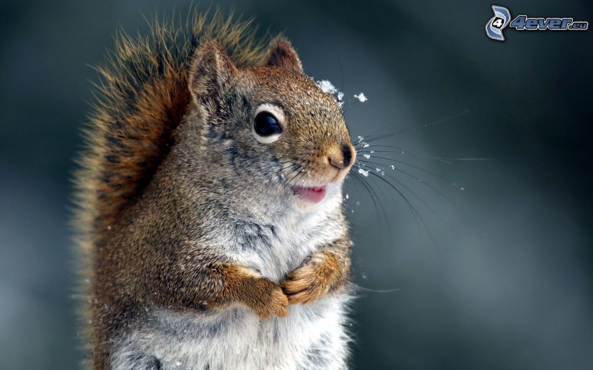 snowy squirrel