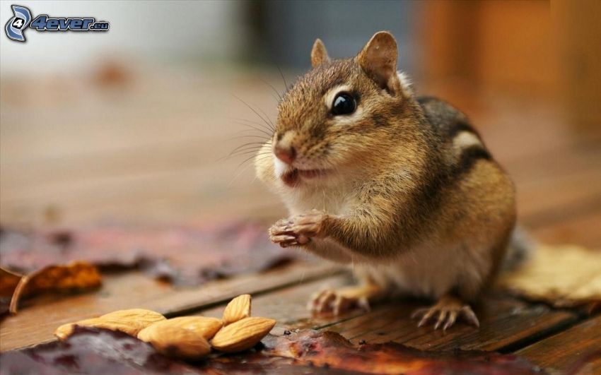 squirrel, almonds
