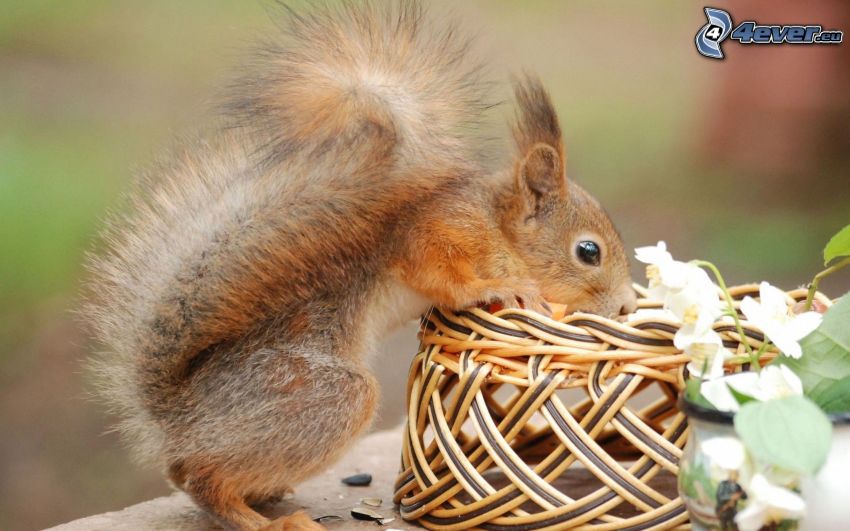squirrel, basket