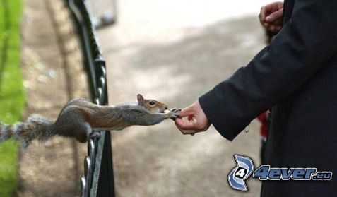 squirrel, food, feeding