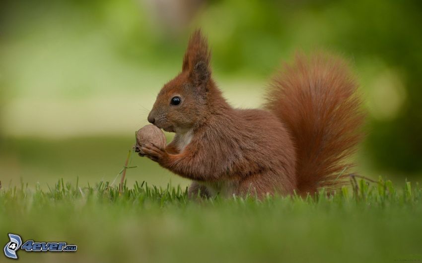 squirrel in grass