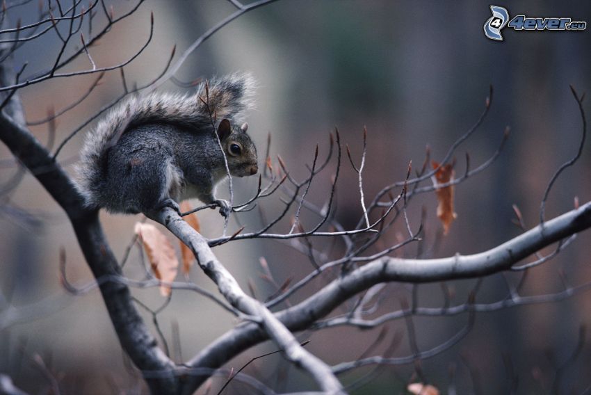 squirrel on a tree, branches