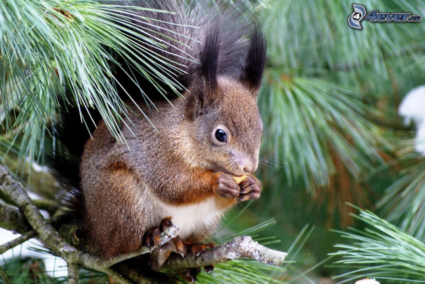 squirrel on a tree, coniferous trees
