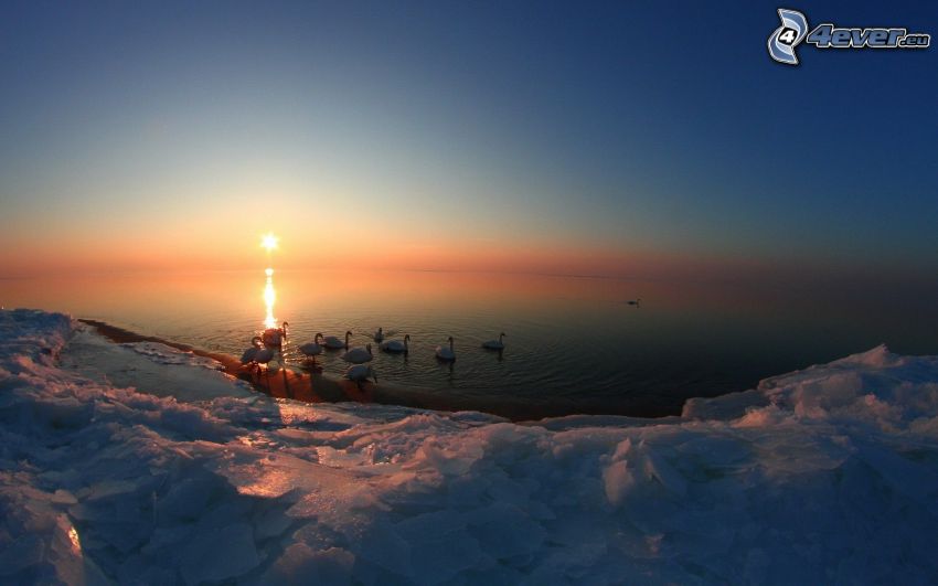 swans, sunset behind the sea, ice