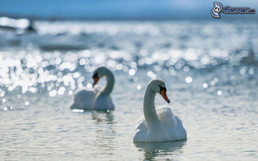 swans, water