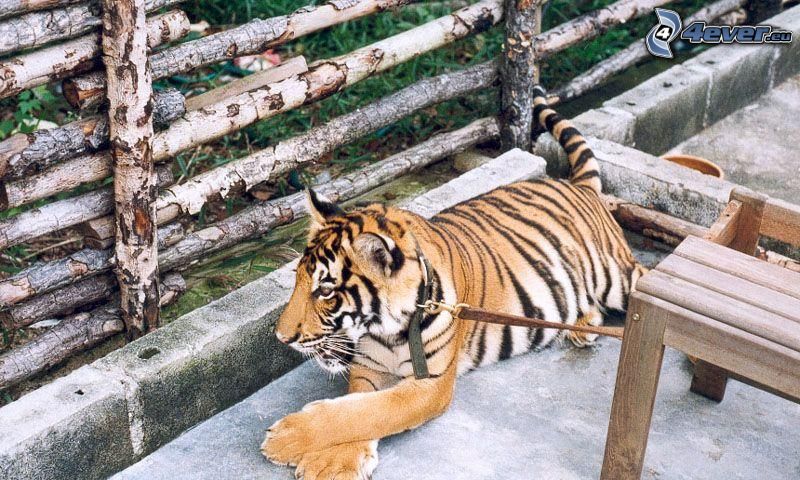 tiger, collar, fence