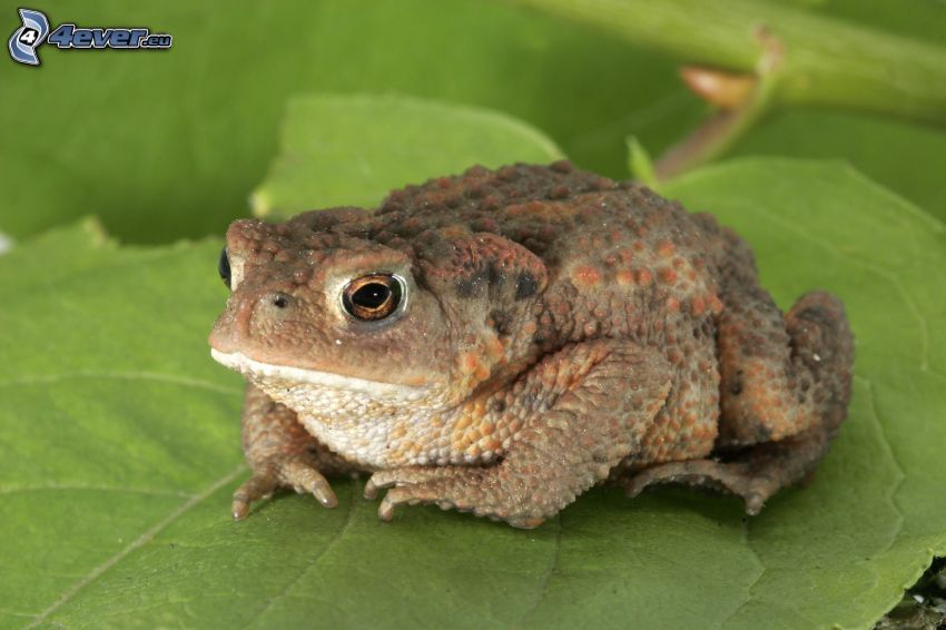 toad, green leaves