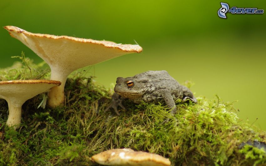 toad, mushrooms