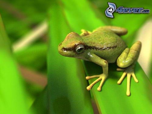 tree-frog, leaf