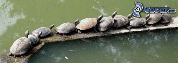 turtle, lake