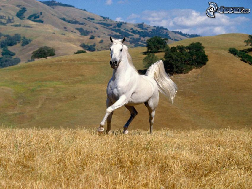 white horse, meadow, hills
