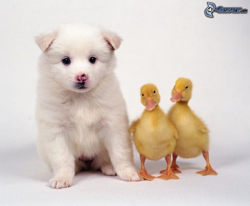 white puppy, ducks