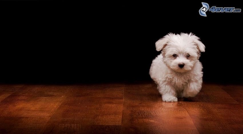 white puppy, floor, walking