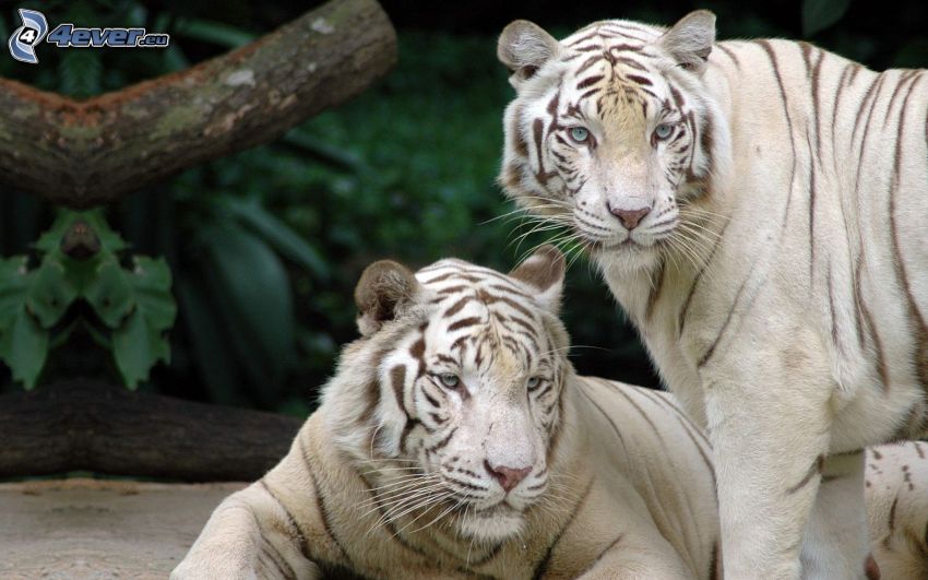 white tigers
