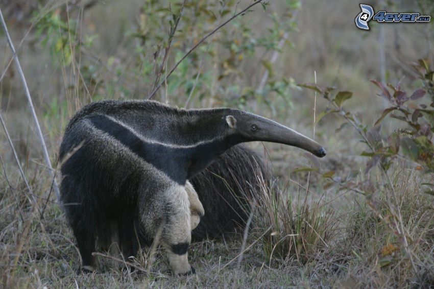 anteater, bushes
