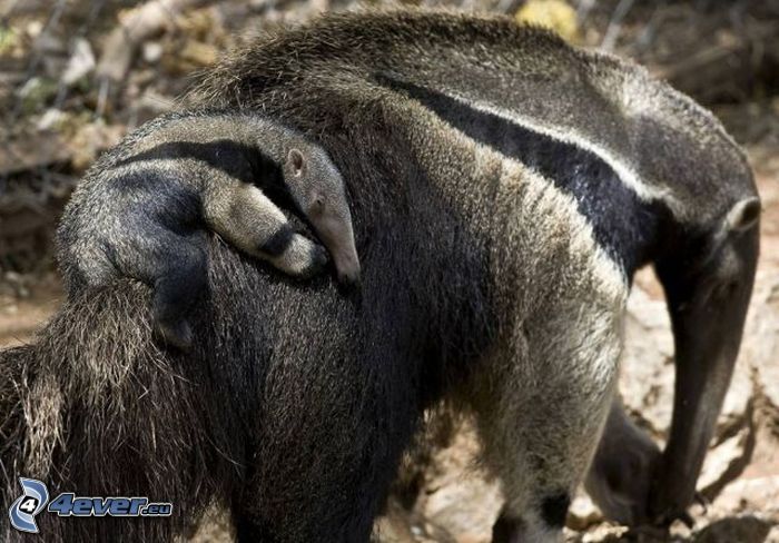 anteater, cub