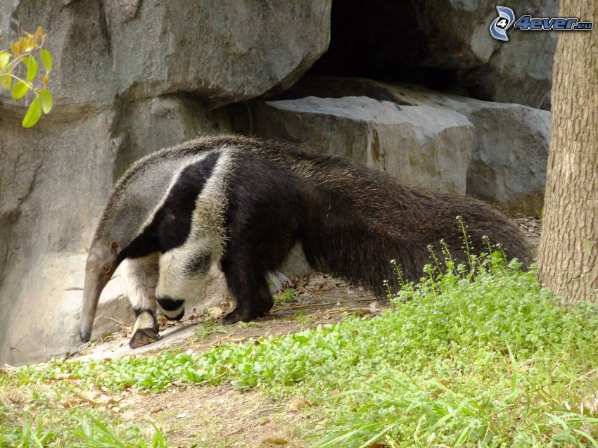 anteater, rock