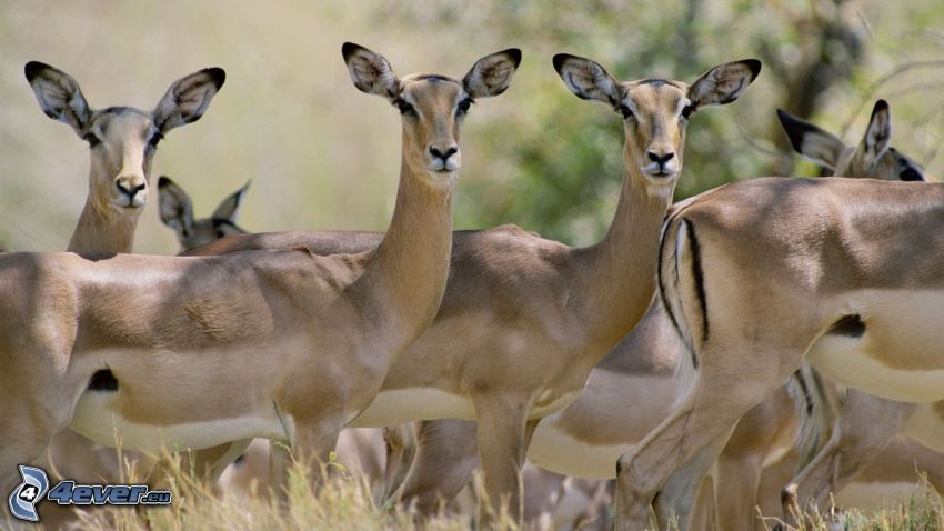 antelopes