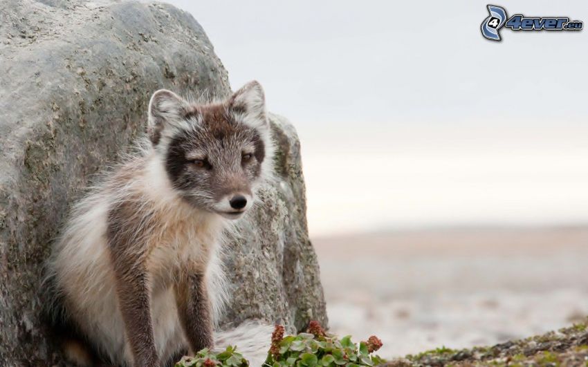 arctic fox, cub, rock
