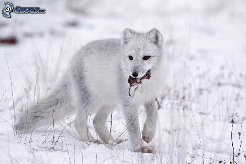 arctic fox, prey, snow