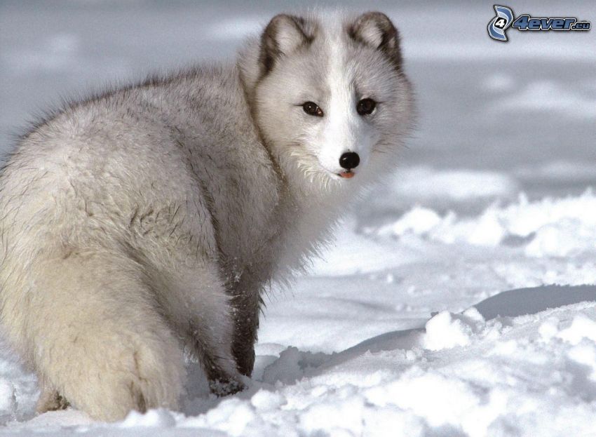 arctic fox, snow