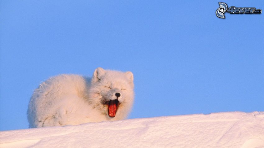 arctic fox, yawn