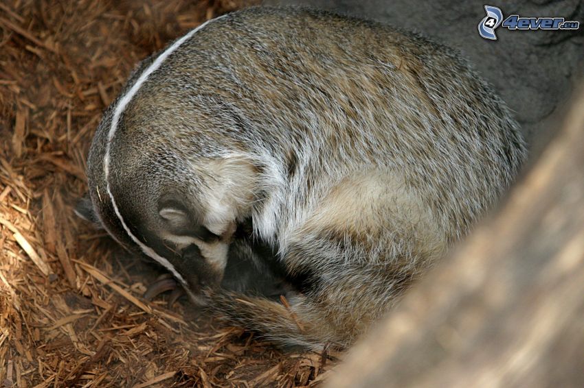 badger, sleep