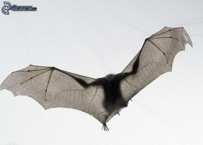 bat, flight