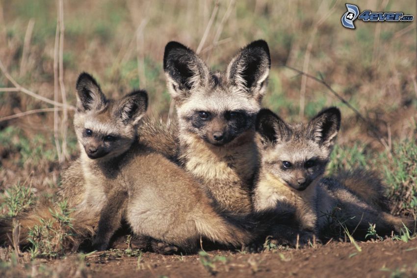 bat-eared fox, cub