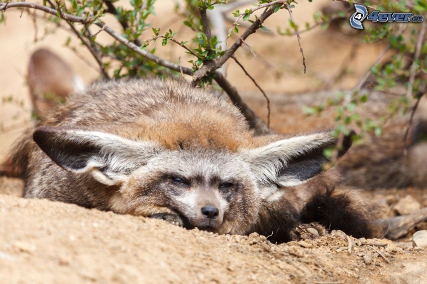 bat-eared fox, sleep