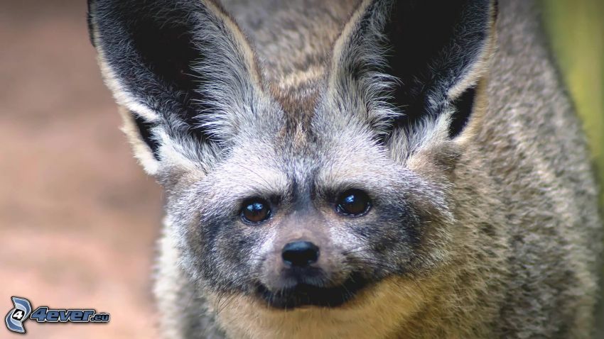 bat-eared fox