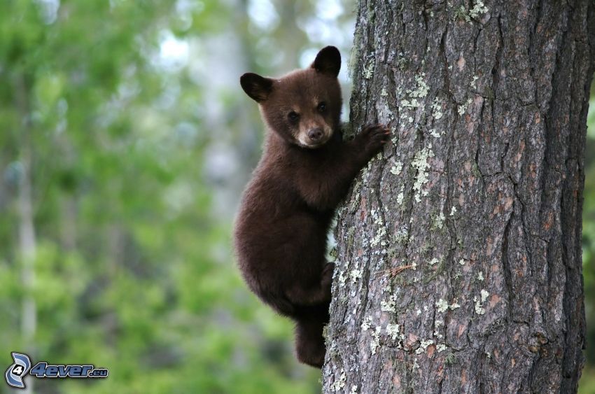 bear, cub, branch