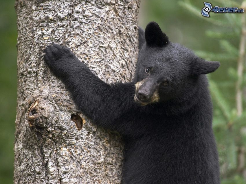 bear, cub, branch