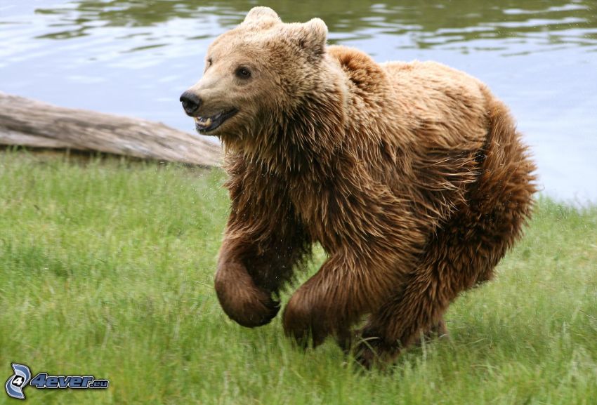 bear, cub, grass, lake