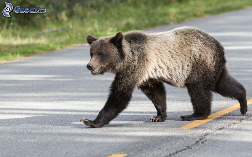 bear, cub, road