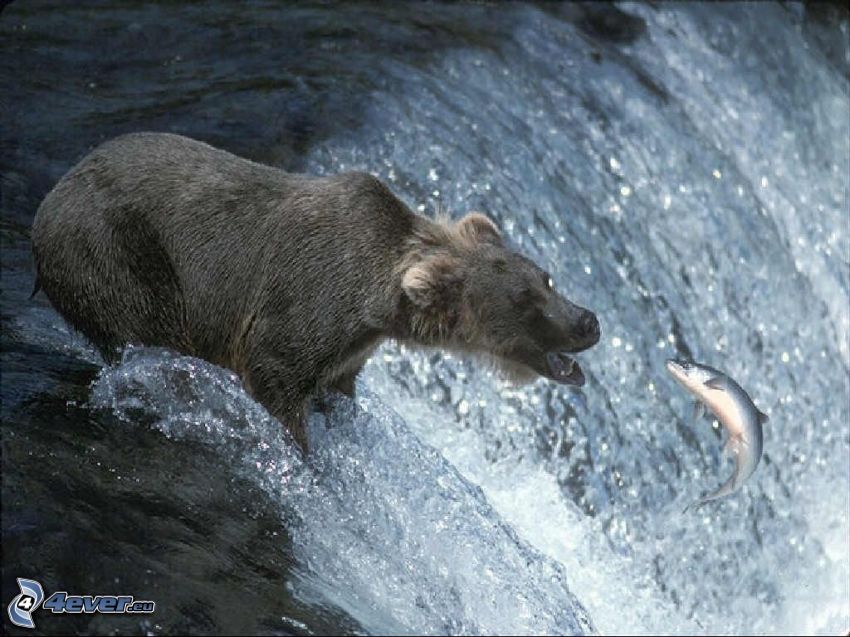 bear, fish, hunting, waterfall, salmon