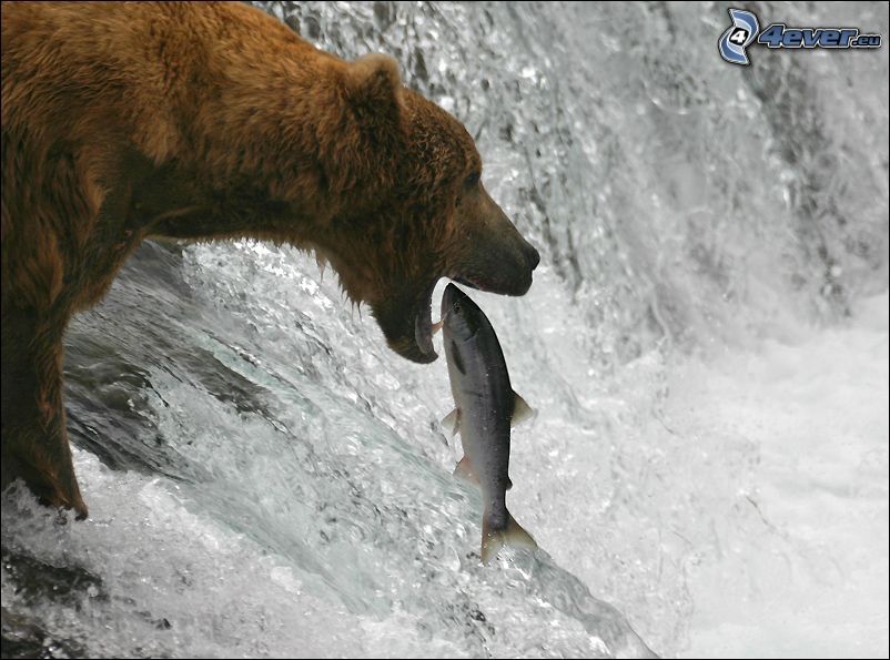 bear, fish, waterfall, hunting, salmon