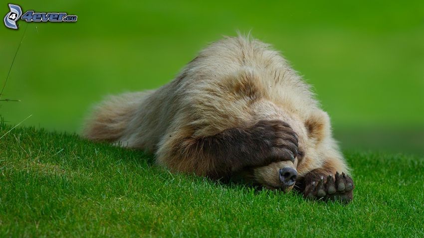 bear, paw, green grass
