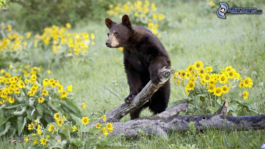 bear, wood, yellow flowers