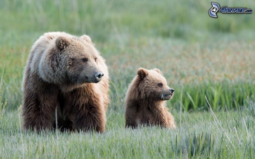 bears, cub