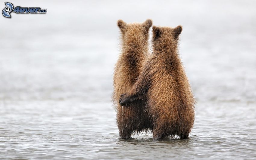 bears, cubs, water