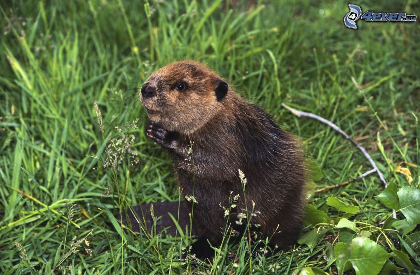 beaver, grass