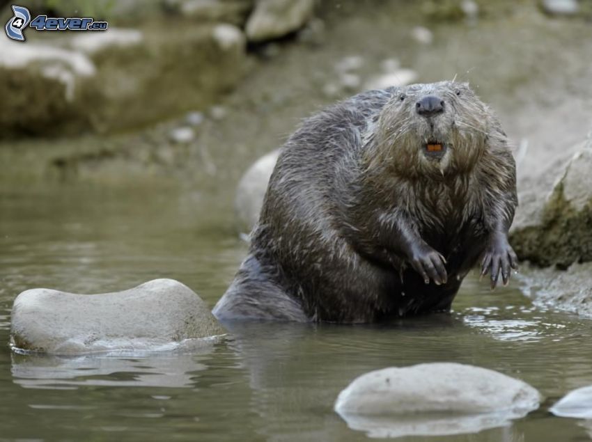 beaver, River, rocks